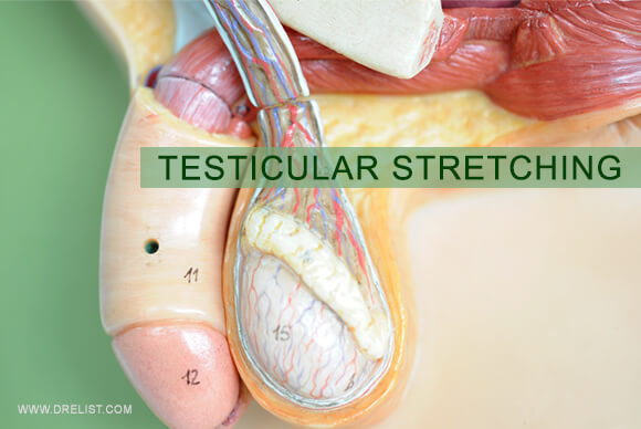 Testicular Stretching  Dr. Elist's Health Blog